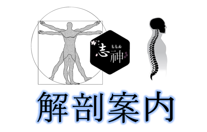 【解剖案内】より深くコンテンツを楽しむための仕組みを解説